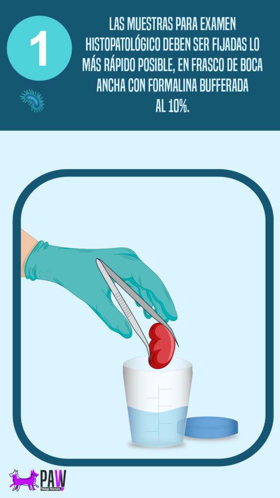 Las muestras para examen histopatológico deben ser fijadas lo más rápido posible, en frasco de boca ancha con formalina bufferada al 10%.