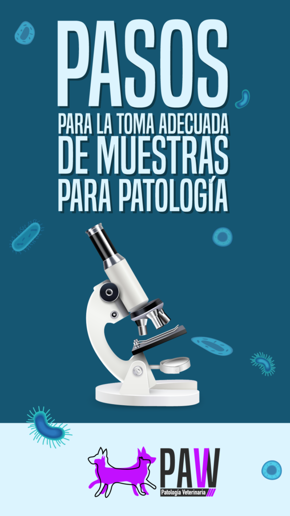 Una adecuada preservación de muestras es esencial para obtener resultados confiables. En PAW Patología Veterinaria. Hemos diseñado guías específicas que te ayudaran a mantener la calidad de las muestras, asegurando diagnósticos rápidos y efectivos.